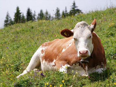 反芻動(dòng)物生物學(xué)